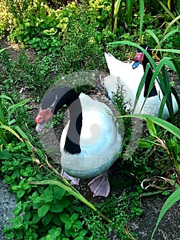 Black-necked swanÂ Cygnus melancoryphus